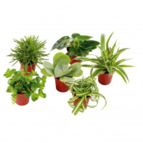 kamerplant mini